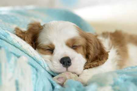 Sleeping Puppy with Blanket DP1139