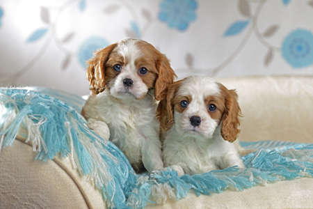 Puppies with Blue Blanket DP114