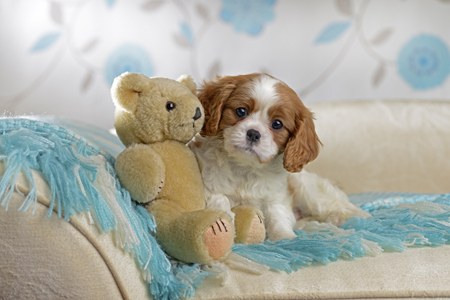 Puppy with Teddy Bear DP1141