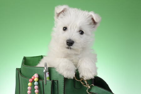 Puppy in Green Bag DP1142