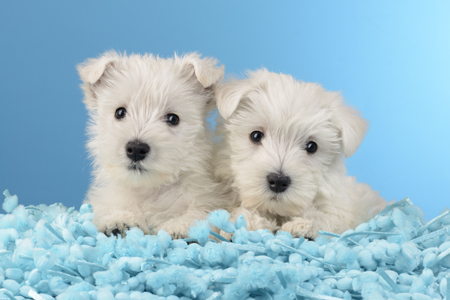 Puppies, Blue DP1143