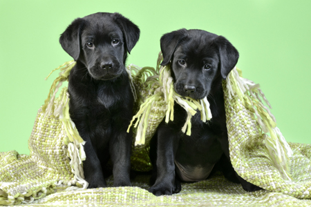 Labrador Puppies with Green Blanket DP1145