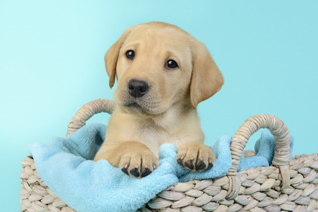 Labrador Puppy in Basket DP1146