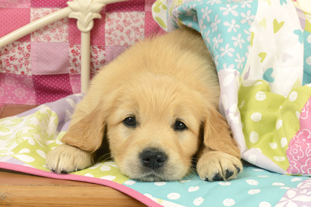 Labrador Puppy Blanket DP1152