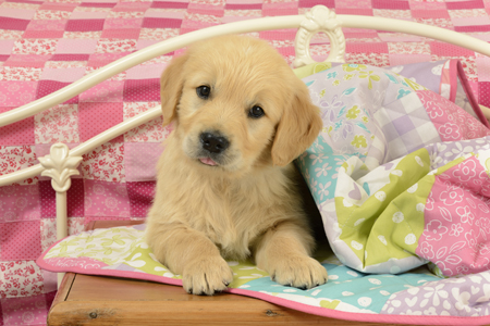 Labrador Puppy in Bed DP1154