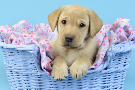 Labrador Puppy in Blue Basket DP1156