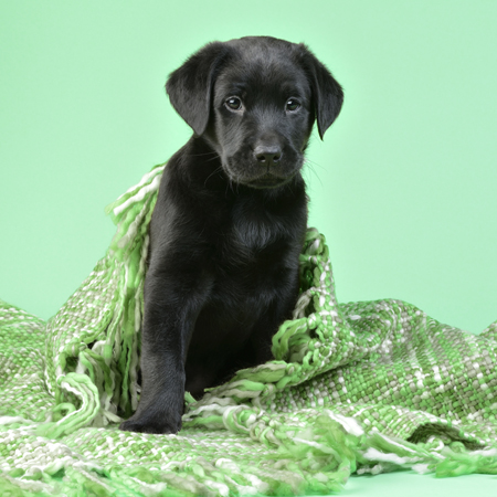 Black Labrador Puppy with Green Blanket DP1157