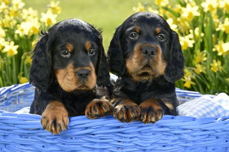 Puppies in Blue Basket DP1162