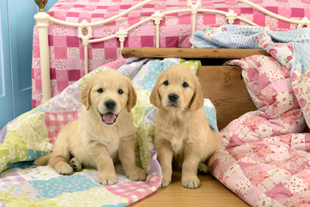 Two Puppies in Bedroom DP1164