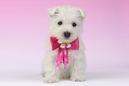 Puppy with Pink Bowtie DP1165