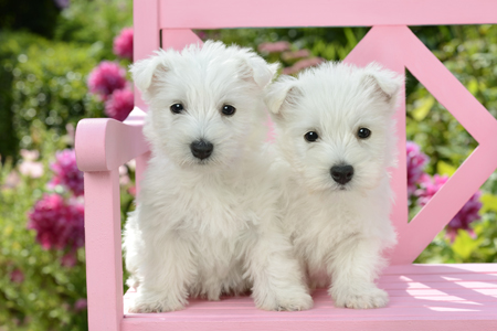 Two Puppies on Pink Bench DP1166