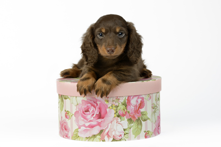 Puppy in Floral Box DP1167