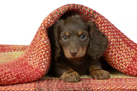 Puppy in Orange Blanket DP1169