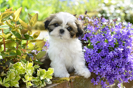 Puppy with Flowers DP1176