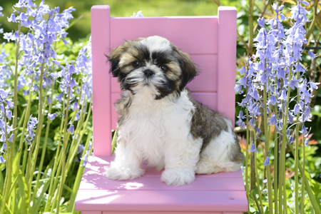 Puppy on Pink Chair in Garden DP1177