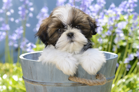 Puppy in Bucket in Garden DP1178