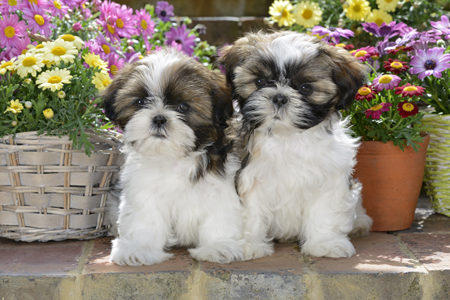 Two Puppies with Flower Pots DP1179