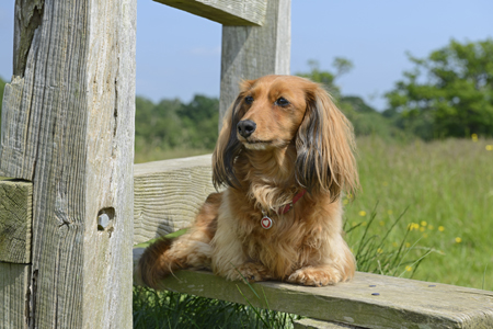 Dog on Fence DP1181