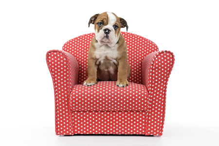 Puppy on Red Chair DP1182