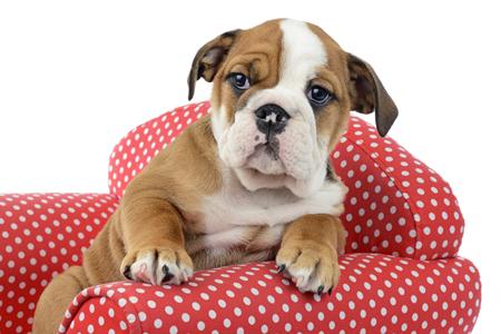 Puppy on Red Chair Close Up DP1183