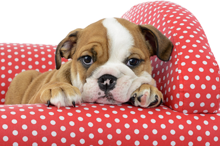 Puppy resting on Red Chair DP1184