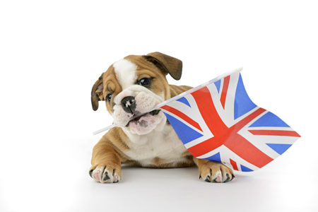 Bulldog Puppy with Union Jack greDP1186