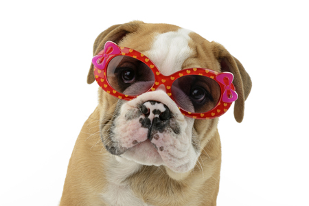 Bulldog Puppy with Red Sunglasses DP1187