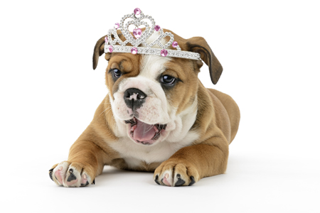 Bulldog Puppy with Tiara DP1188