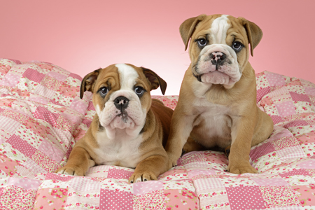 Bulldog Puppies on Pink Bed DP1189