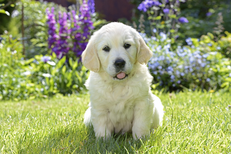 Golden Retriever Puppy in Garden DP1190