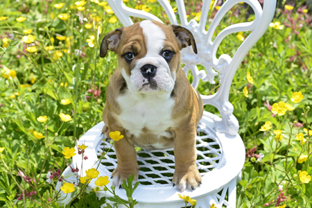 Bulldog Puppy on Chair in Garden DP1196