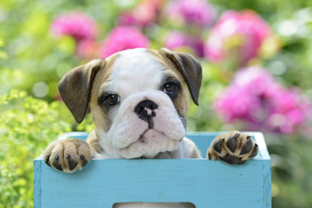 Bulldog Puppy in Garden DP1197