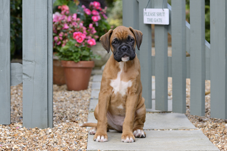 Boxer Dog Puppy by Gate DP1229