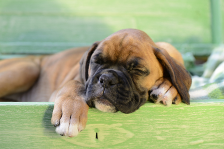 Boxer Dog Puppy Sleeping DP1232