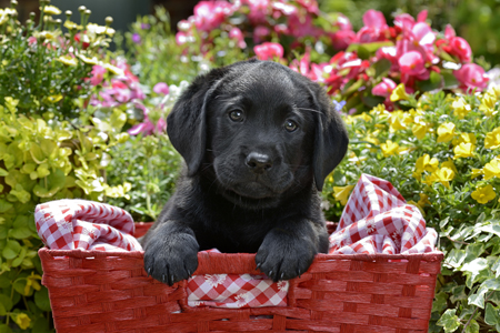 Black Labrador Puppy Red Basket DP1233