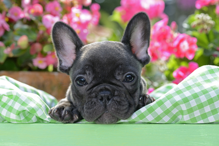 French Bulldog Puppy in Bed DP1234