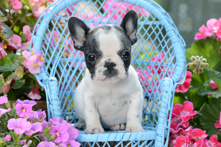 French Bulldog Puppy in Blue Chair DP1235