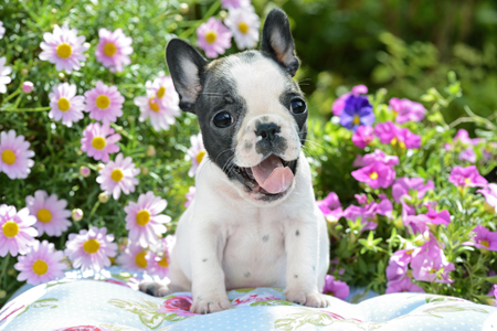 French Bulldog puppy with Flowers DP1236