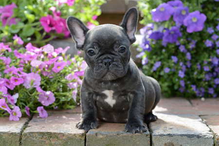 French Bulldog Puppy in Garden DP1237