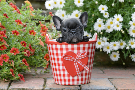 French Bulldog Puppy in Bucket DP1238