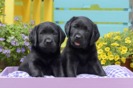 Two Labrador Puppies, Garden DP1239