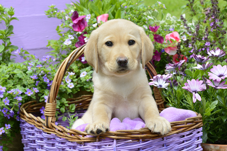 Labrador Puppy Purple Basket DP1240