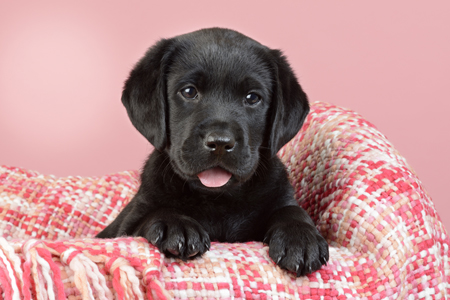 Black Labrador Puppy, Pink DP1241