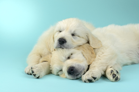 Sleeping Puppies, Blue Background DP1242