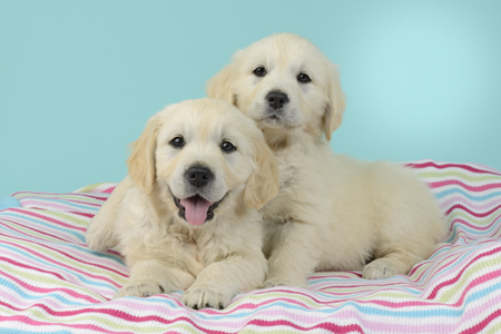 Labrador Puppies wit Striped Blanket DP1243