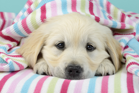 Labrador Puppy in Striped Blanket DP1244