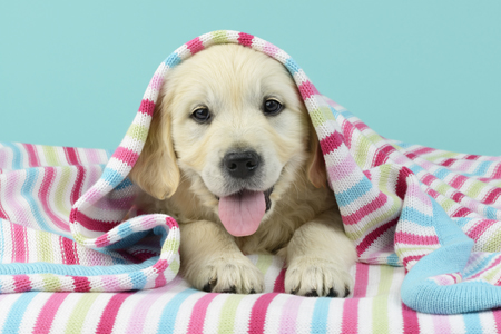 Labrador Puppy with Striped Blanket DP1245