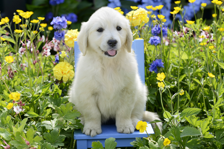 Labrador Puppy in Garden DP1246