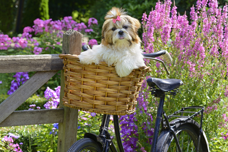 Puppy in Bicycle Basket DP1248