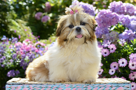 Puppy on Table  in Garden DP1249